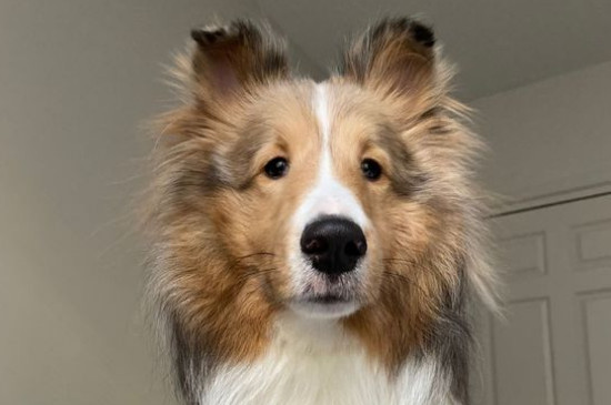 苏格兰牧羊犬吃什么食物，苏牧能吃狗粮和水果