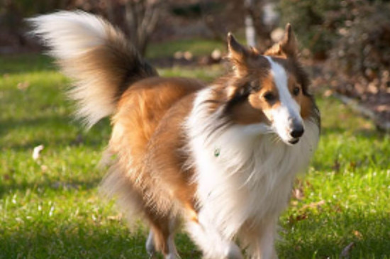苏牧犬能活多久