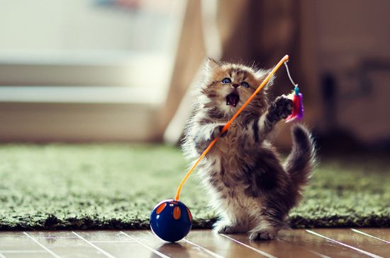 猫一天不拉屎正常吗