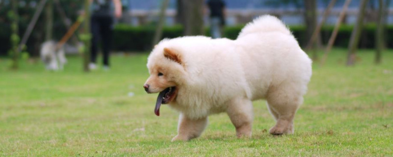 熊狗是什么品种