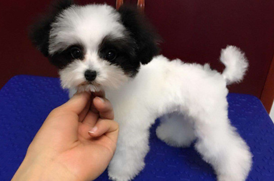 一只茶杯犬的价格，最便宜的至少要2000元左右
