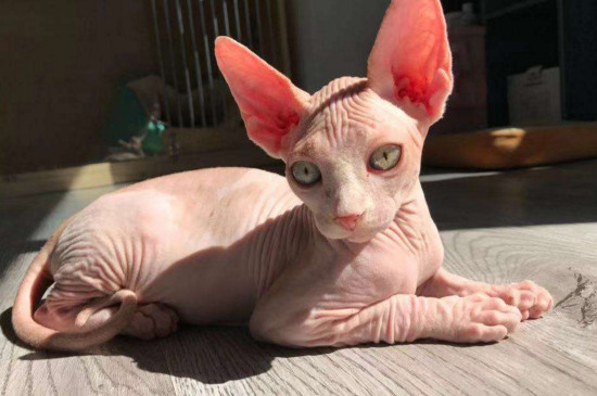 无猫毛叫什么名字