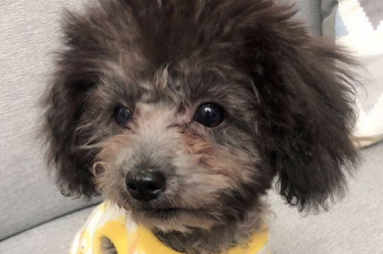 泰迪犬养多久才认主人