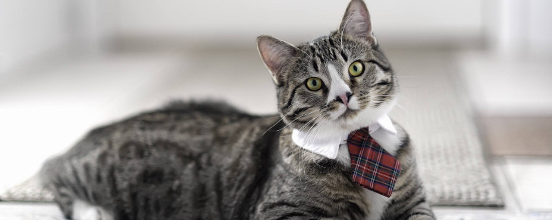猫子宫蓄脓初期症状