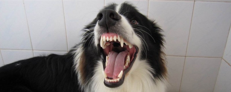 狗狗生气的表现