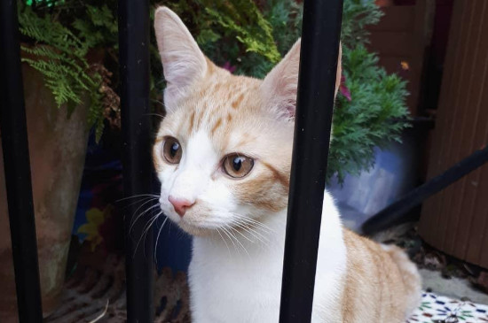 猫多大可以驱虫