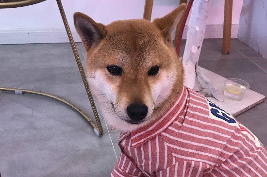 狗可以吃糖吗
