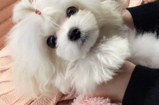 哪种小型犬好养又便宜