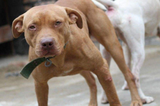 世界上十大禁犬，被全世界禁养的十种狗狗