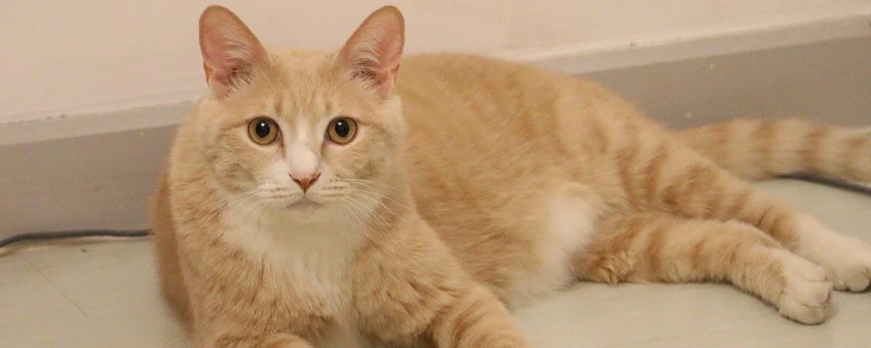 橘猫是土猫吗