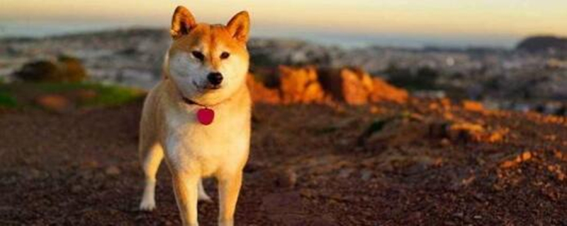 养秋田犬的优缺点