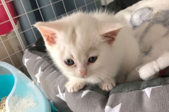 木天蓼棒猫一周用几次
