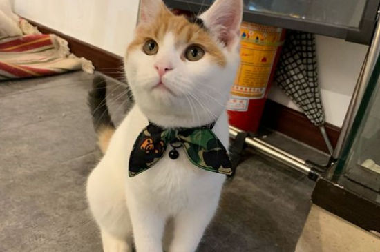 猫聪明吗