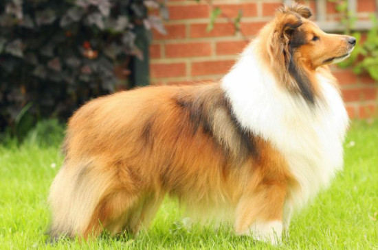 喜乐蒂牧羊犬吃的饭都吐了