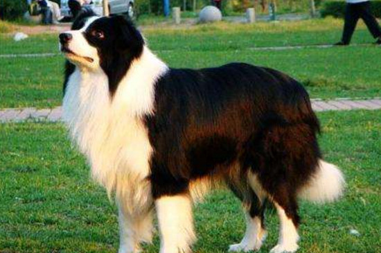不能养边境牧羊犬理由
