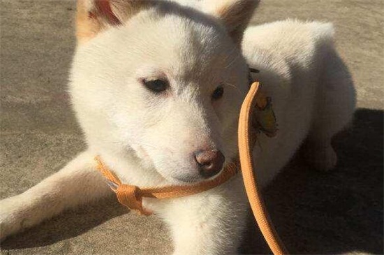 白色柴犬为什么便宜，性格较倔强且身体有缺陷所致