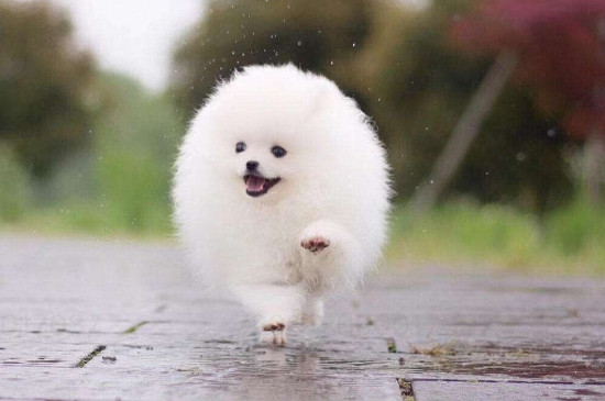 茶杯犬为什么那么小?
