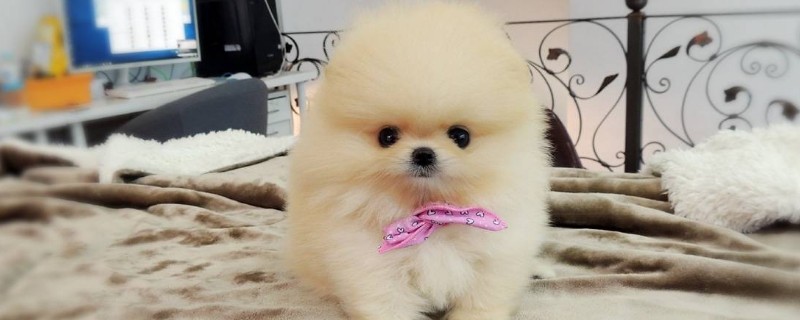 博美茶杯犬价格多少钱一只，价钱一般在8000元左右