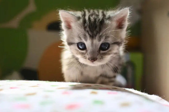 猫多大换牙