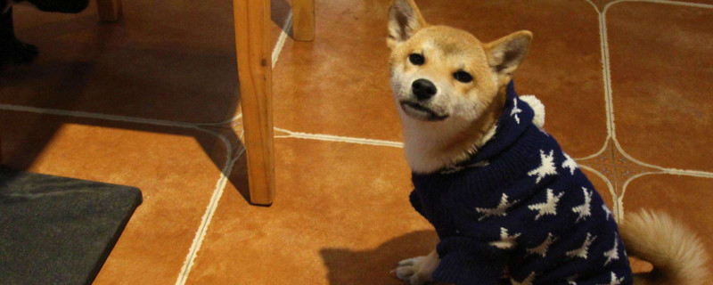 柴犬淘气吗