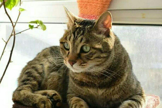 猫可以带上高铁吗