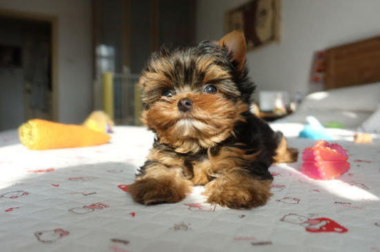 幼犬有必要吃营养膏吗