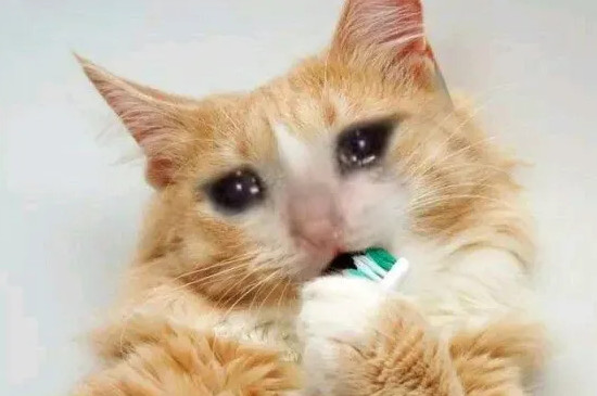 猫咪流眼泪是怎么回事怎么解决