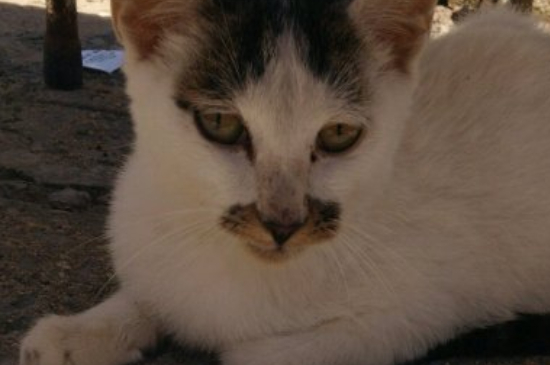 猫的眼睛变圆什么意思