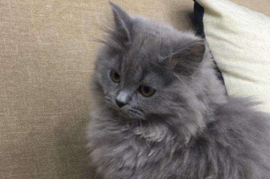 长毛蓝猫1000贵吗，长毛蓝猫什么价位