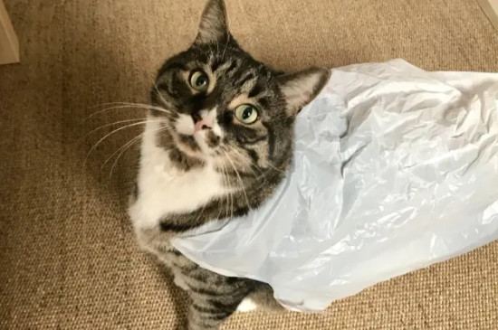 猫喜欢舔塑料袋是怎么回事