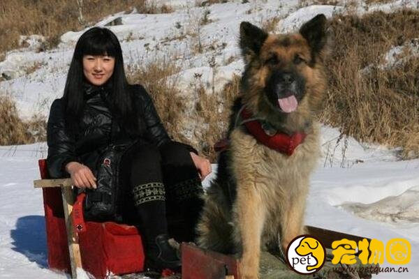 鄂伦春猎犬是不可多得的优秀猎犬，看耳朵分辨是否纯种