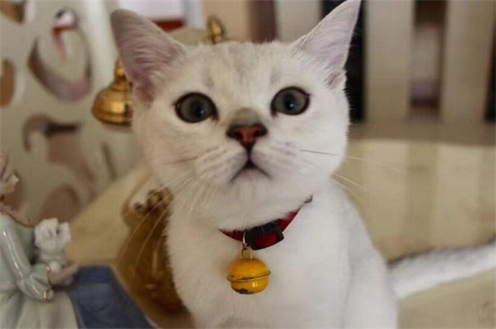 怀孕了养猫要注意什么