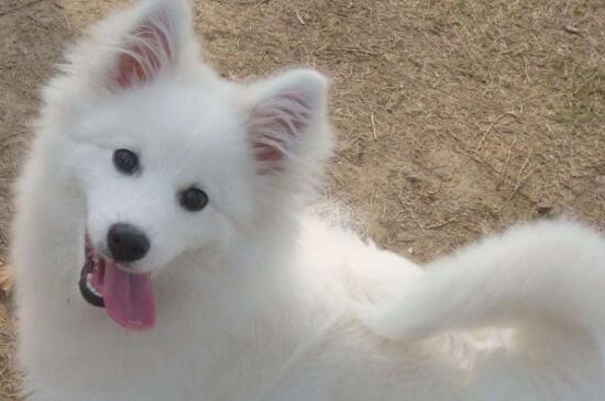 银狐犬怎么看纯不纯