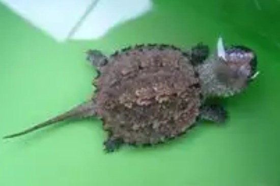 鳄龟认主人吗