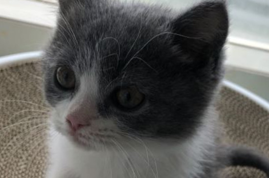 猫多配几次就怀的多吗