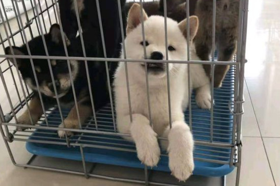 人得了狂犬病会学狗叫吗，狂犬病为啥会学狗叫