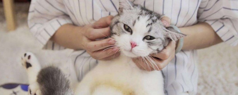 怎么确定猫认主人了，猫咪认定主人的表现