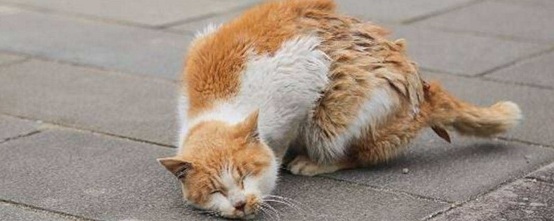 猫咪穿衣服好吗