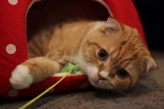 猫咪半夜蹭主人干嘛呢