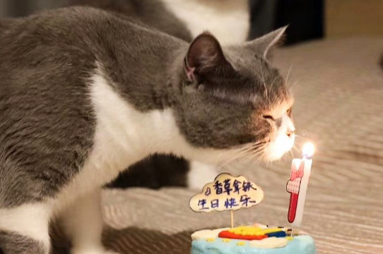 猫能吃奶油蛋糕吗