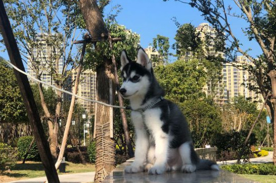 哈士奇吃什么狗粮好一点，比较适合二哈吃的狗粮推荐