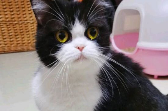 猫嘴巴没东西却在咀嚼