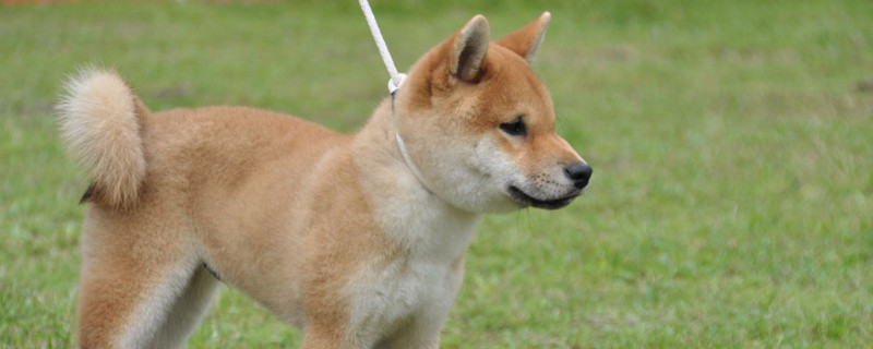 小柴犬多大尾巴才变