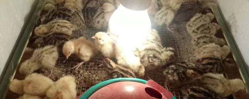 小鹌鹑出壳后怎么养