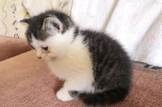猫肠胃炎几天会自愈