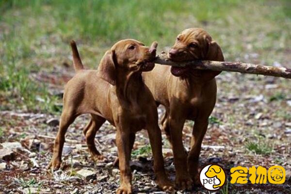 维兹拉是匈牙利国犬，举止优雅的短毛断尾猎犬