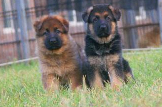 如何挑选德牧短毛幼犬