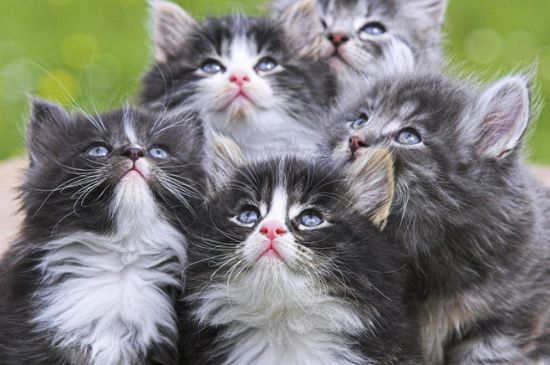 猫瘟自己在家治疗方法