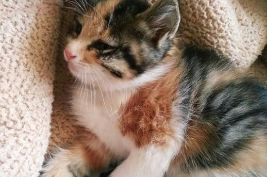 小猫脱肛怎么办