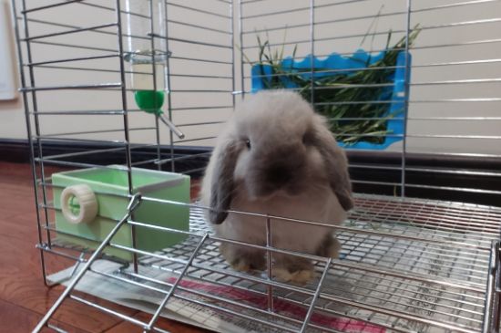 兔子如何分辨公母
